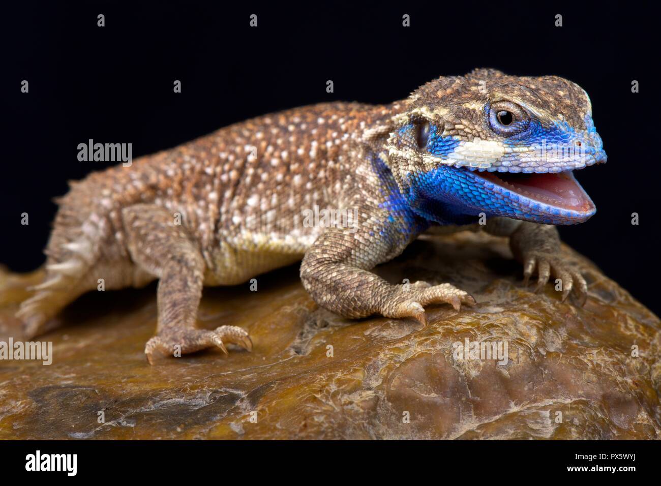 Le Bouclier-queue (agama Xenagama taylori) est endémique à la Corne de l'Afrique. Ils ont une queue qui est utilisé pour bloquer leurs terriers. Banque D'Images