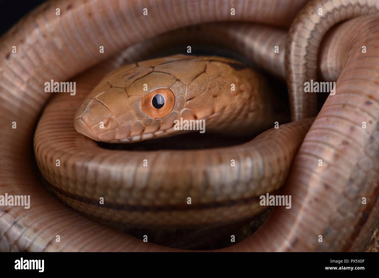 Le Roi Couleuvre obscure (Elaphe carinata) est une grande espèce de serpent trouvé en Chine, à Taiwan et dans certaines régions du Japon. Ils sont largement utilisés dans la médecine chinoise t Banque D'Images