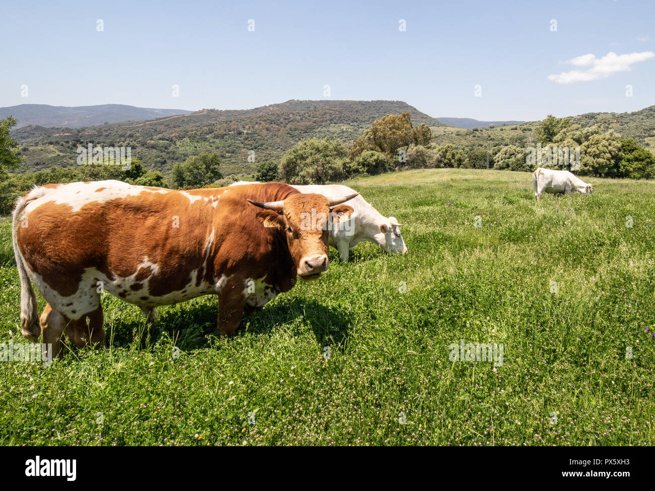 Vaches dans la nature Banque D'Images