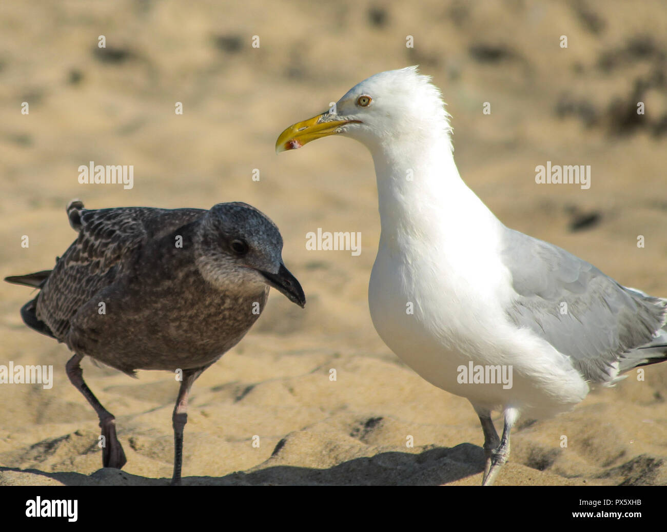 Présentation dans Animal Kingdom - Les Mouettes Banque D'Images