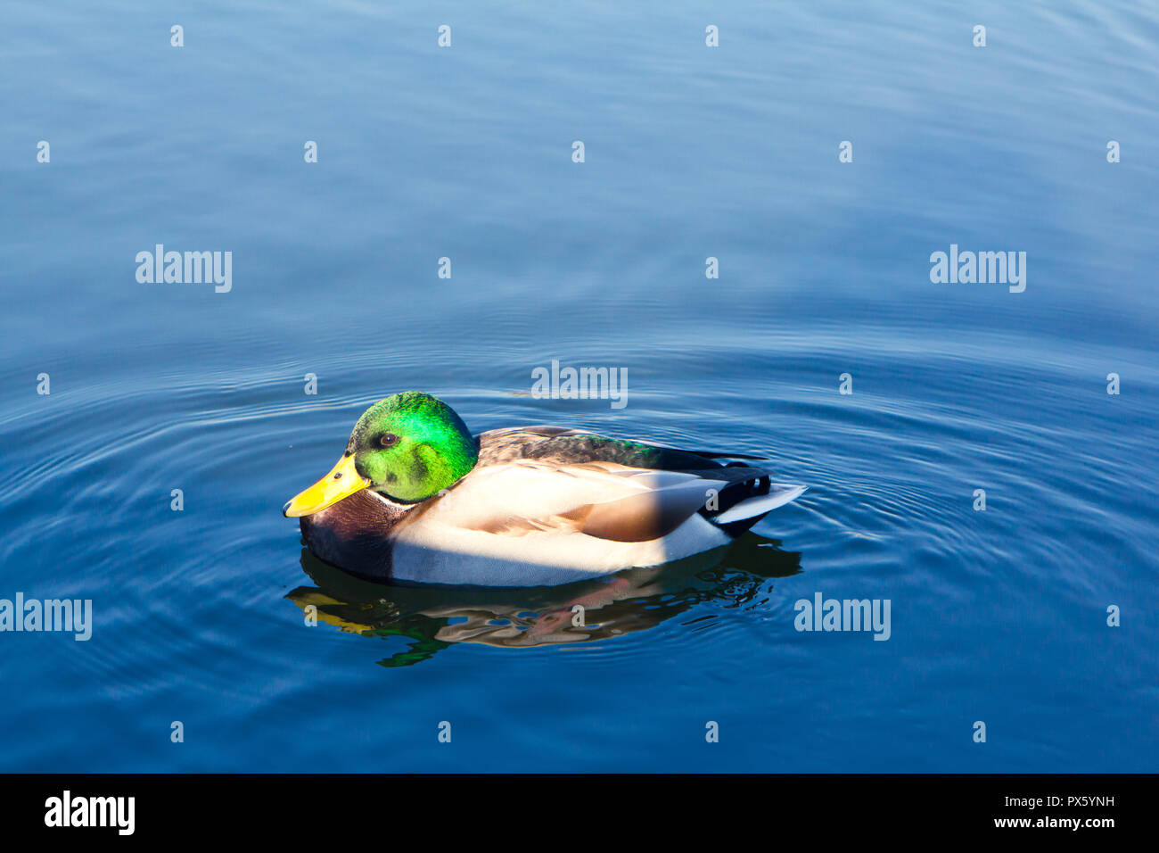 Drake de natation dans la rivière d'oiseaux canard Banque D'Images