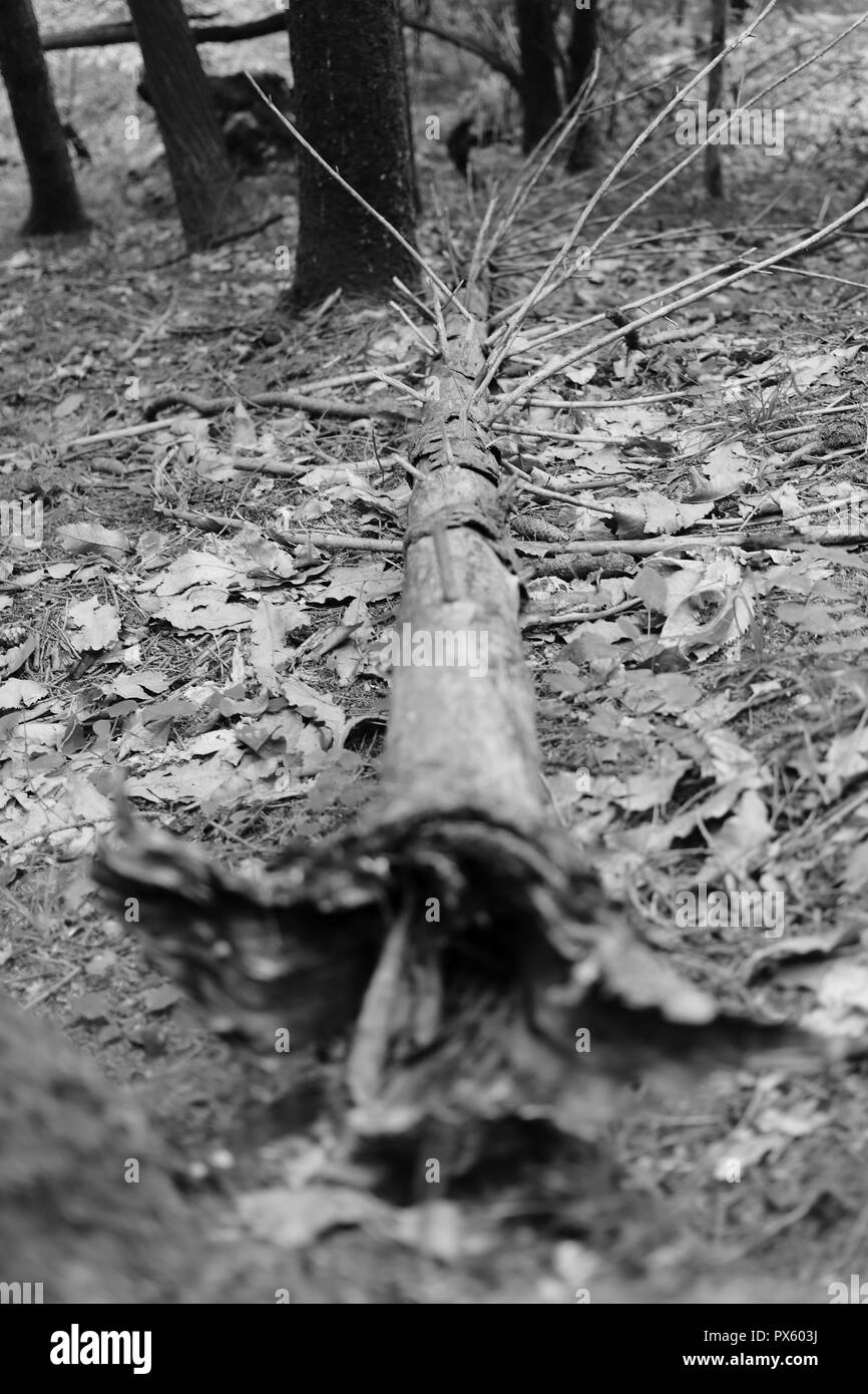 Tourné en noir et blanc de l'arbre déraciné. Trentino, en Italie. Banque D'Images
