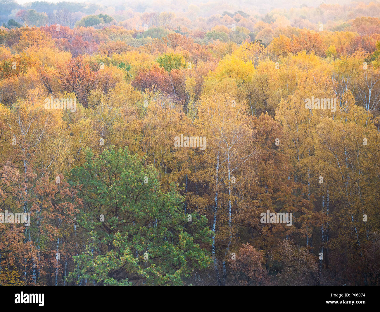 Au-dessus de la forêt d'automne tôt le matin Banque D'Images