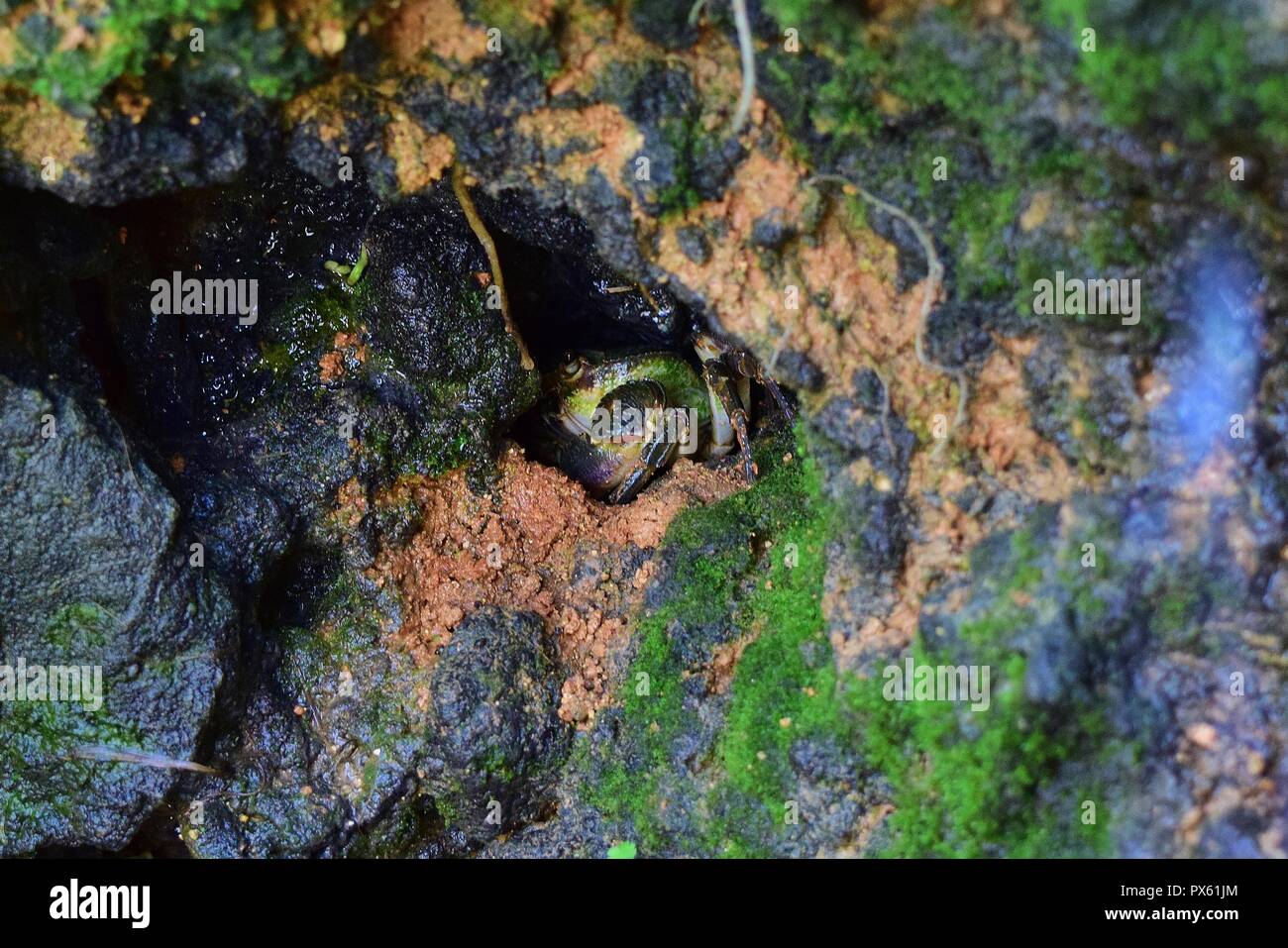 Maltese crabe d'eau douce, Potamon fluviatile, nid, terrier boueux griffes pour défense contre les intrus. menacé crabe rares trouvés sur les îles maltaises Banque D'Images