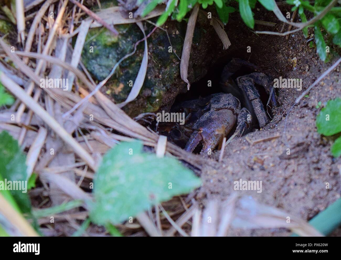 Maltese crabe d'eau douce, Potamon fluviatile, nid, terrier boueux griffes pour défense contre les intrus. menacé crabe rares trouvés sur les îles maltaises Banque D'Images