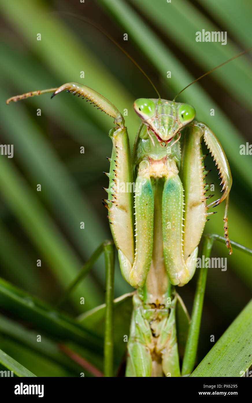 (Tenodera aridifolia mantis chinois sinensis) élevage en position défensive. Mantids ne mordent pas en défense, mais ils peuvent pincer très fort avec leur spi Banque D'Images