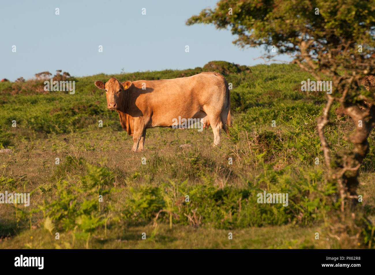 Brown cow standing libre on hillside Banque D'Images