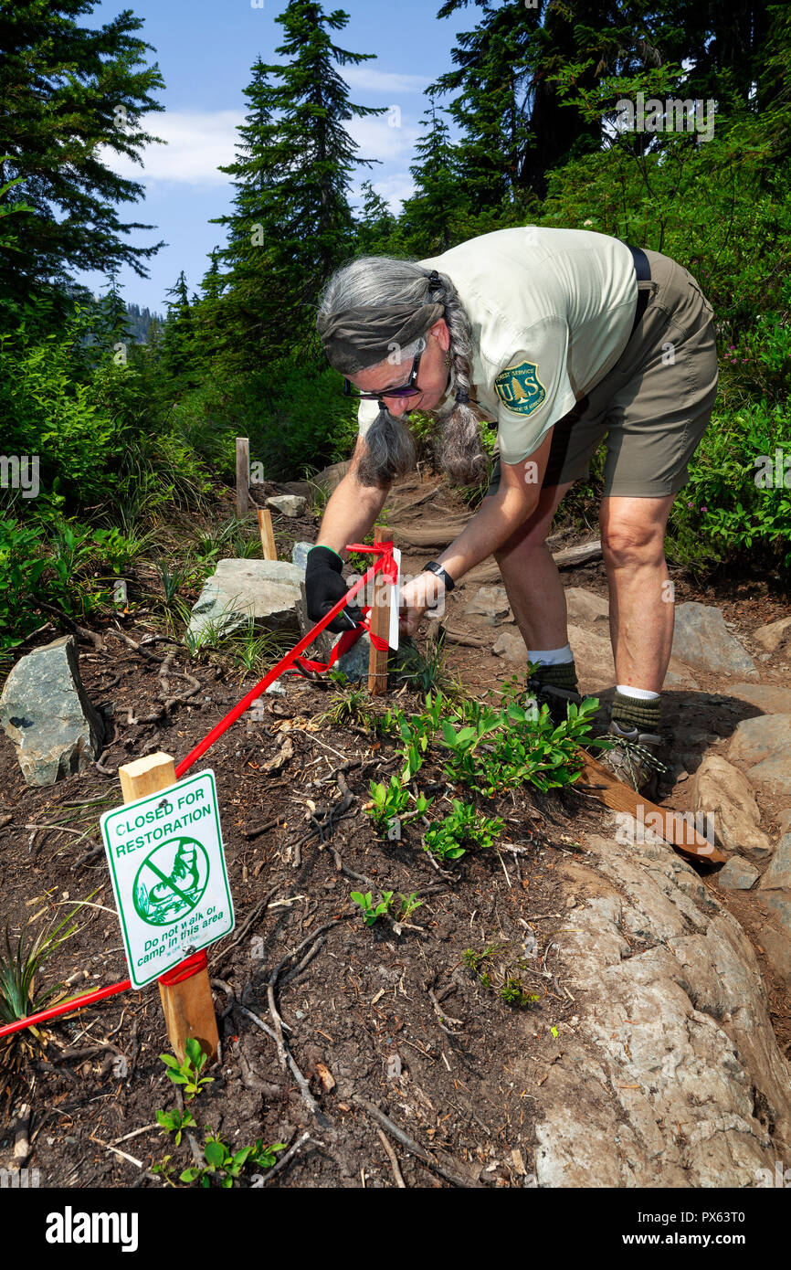 WA14861-00...WASHINGTON - National Forest Volunteer Jane-Ellen Seymore Avery sentier faire réparer le long du sentier des lacs de la neige dans les Alpes Lacs Wildern Banque D'Images