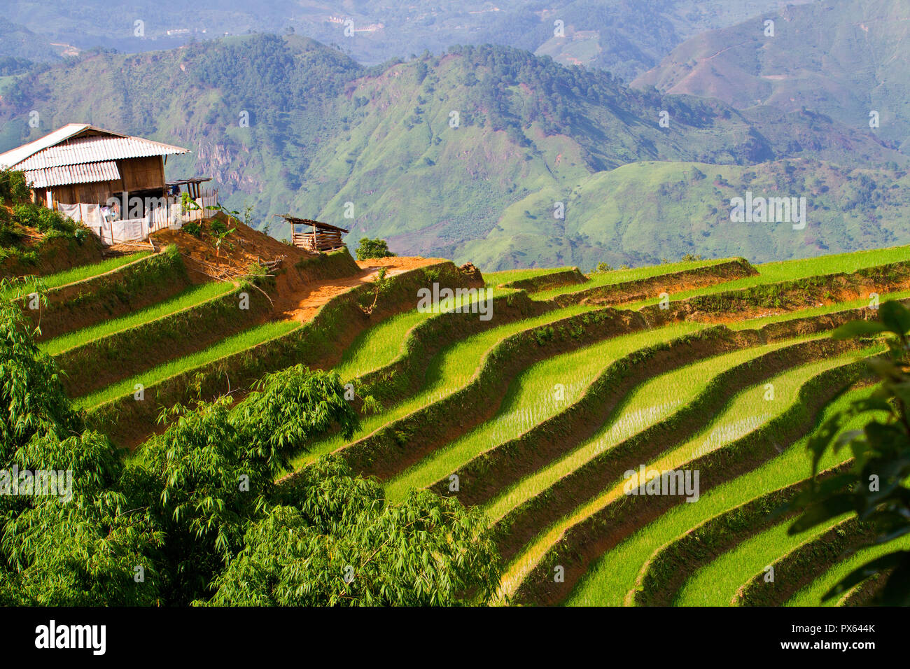Terrasses de riz à Mu Cang Chai, Yen Bai, dans la province nord-ouest du Vietnam. La frontière de la Chine est au-delà des montagnes. Banque D'Images