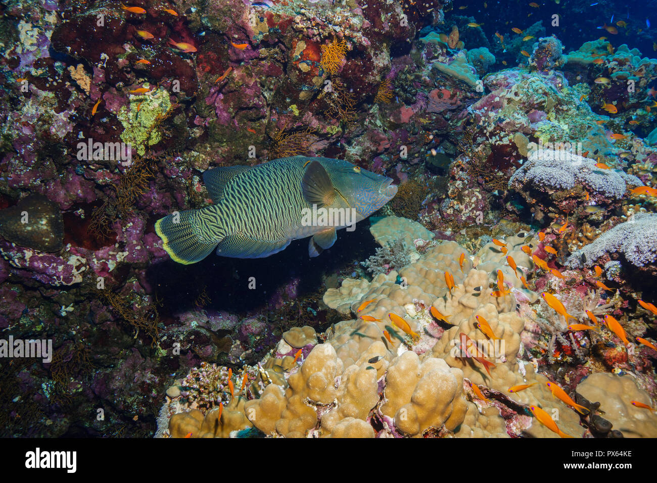 Poisson Napoléon à la Mer Rouge Banque D'Images