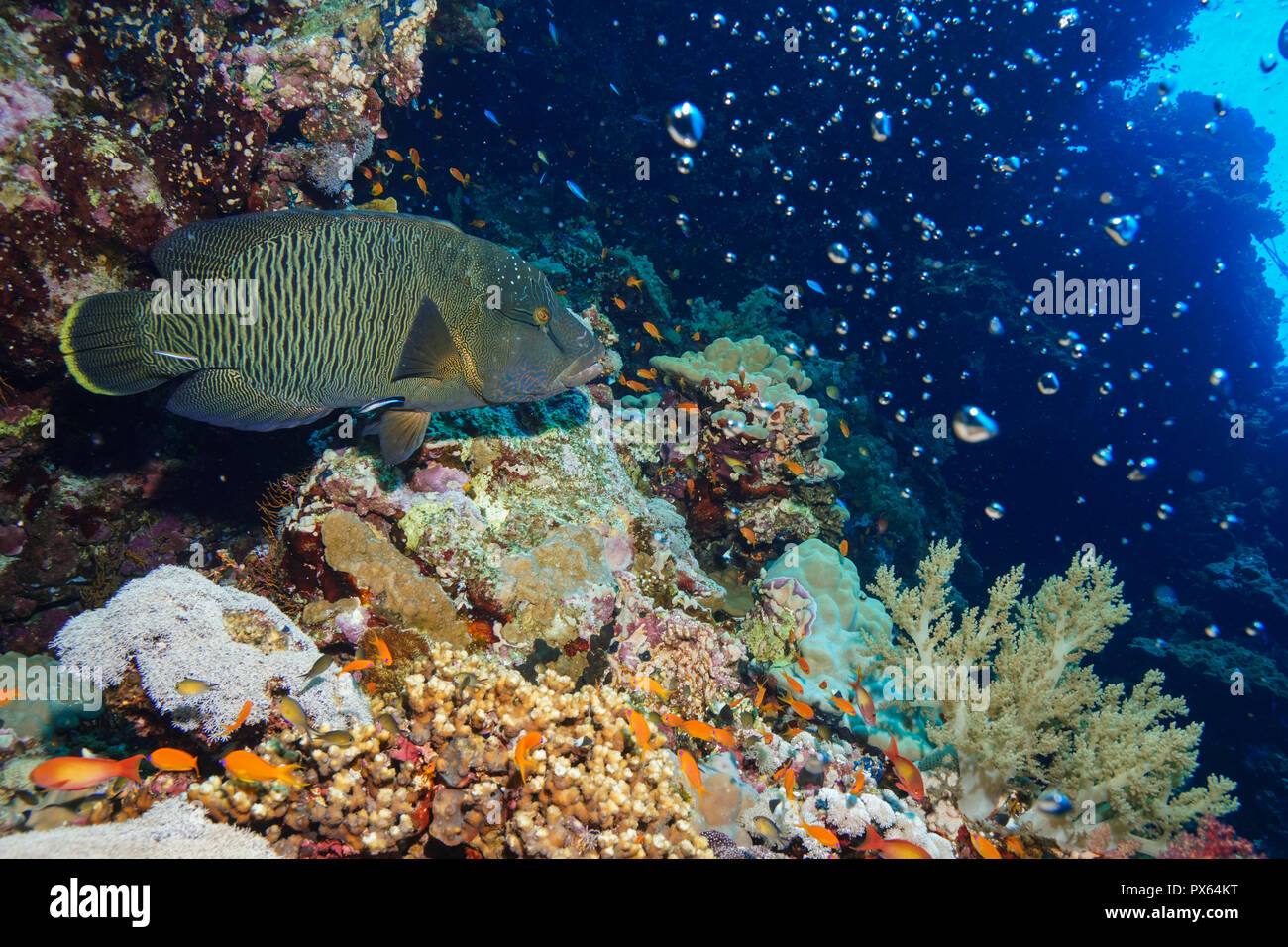 Poisson Napoléon à la Mer Rouge Banque D'Images