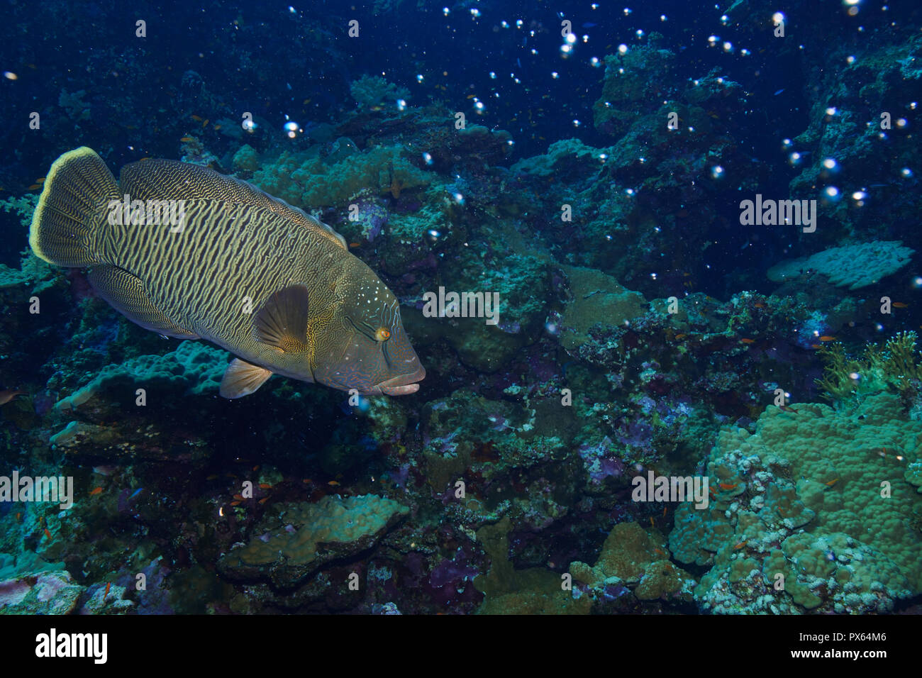 Poisson Napoléon à la Mer Rouge Banque D'Images