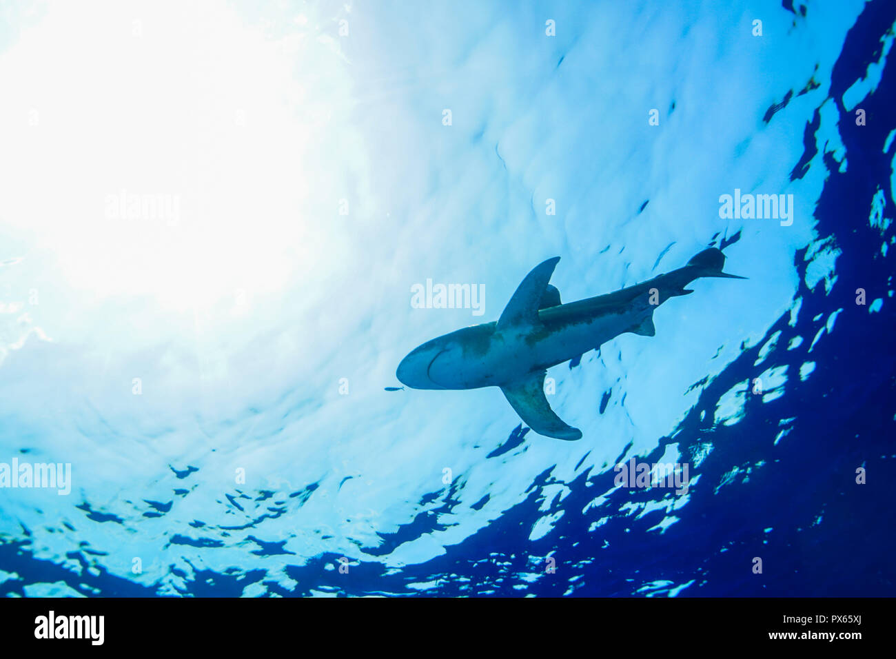 Requin à pointe blanche océanique de la Mer Rouge l'Égypte Banque D'Images