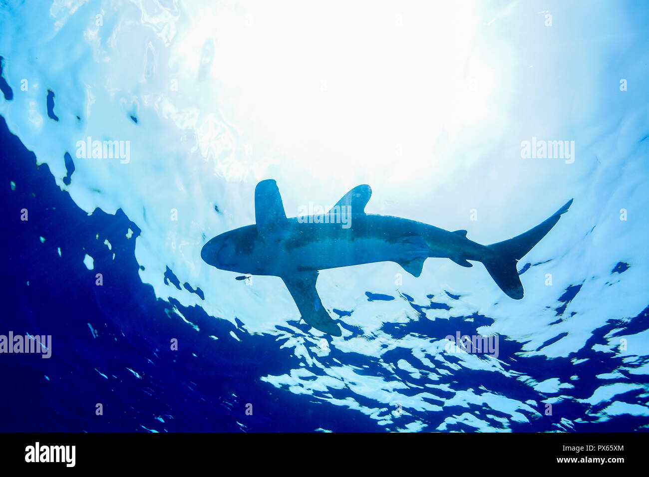 Requin à pointe blanche océanique de la Mer Rouge l'Égypte Banque D'Images