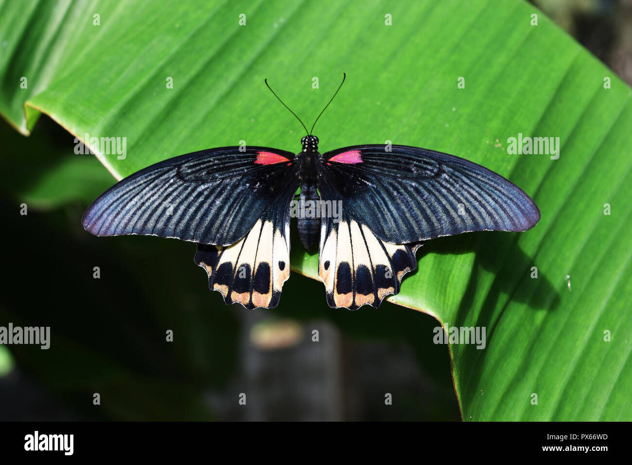 Le Grand Mormon papillon sur feuille de bananier , rouge avec bande de couleur orange et blanc sur noir de l'aile des insectes tropicaux Banque D'Images