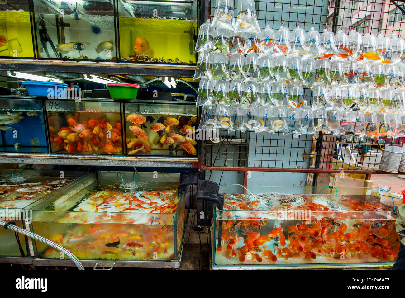 Tung Choi Street Goldfish Market, Mongkok, Kowloon, Hong Kong, Chine. Banque D'Images