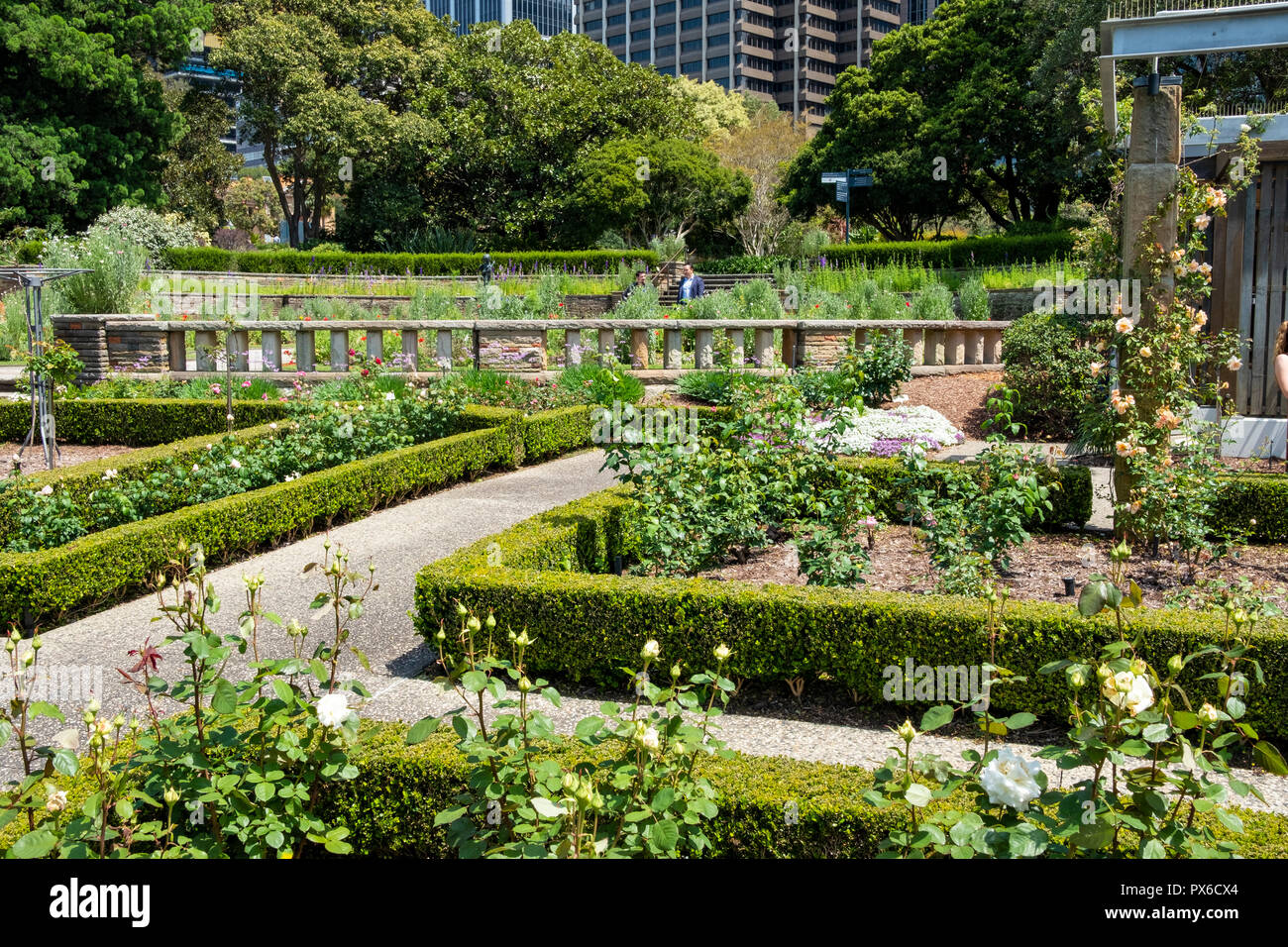 Rose Garden Palace et des roses dans le Jardin botanique royal, le centre-ville de Sydney, Nouvelle Galles du Sud, Australie Banque D'Images