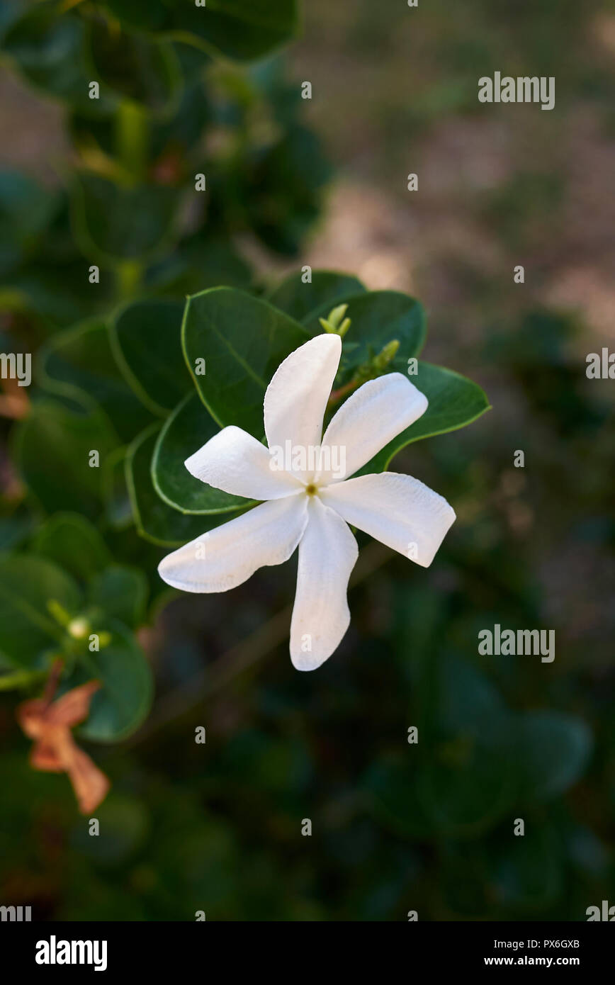 Carissa macrocarpa fleurs blanches Banque D'Images