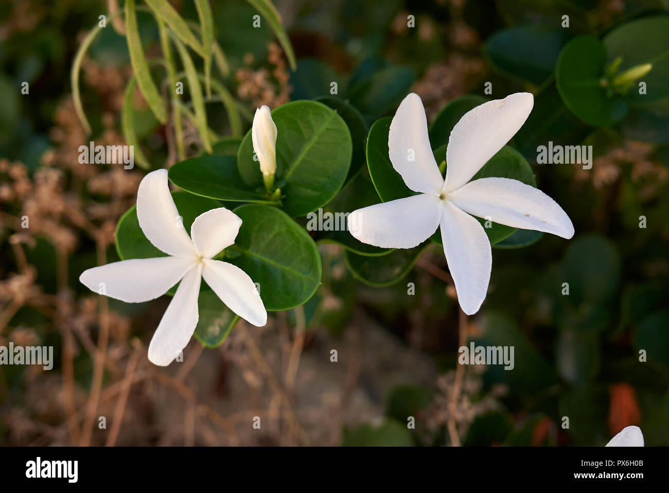 Carissa macrocarpa fleurs blanches Banque D'Images