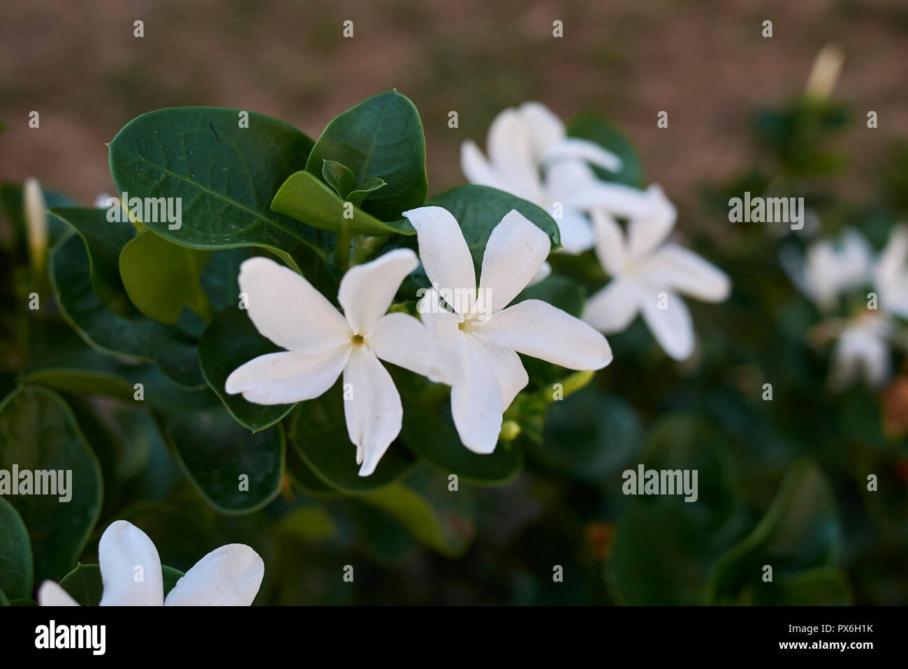 Carissa macrocarpa fleurs blanches Banque D'Images