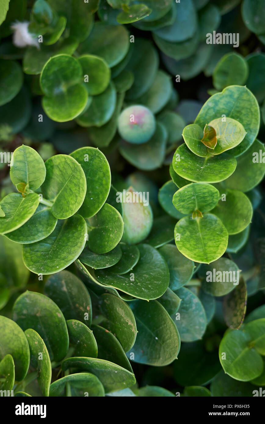 Carissa macrocarpa Banque D'Images