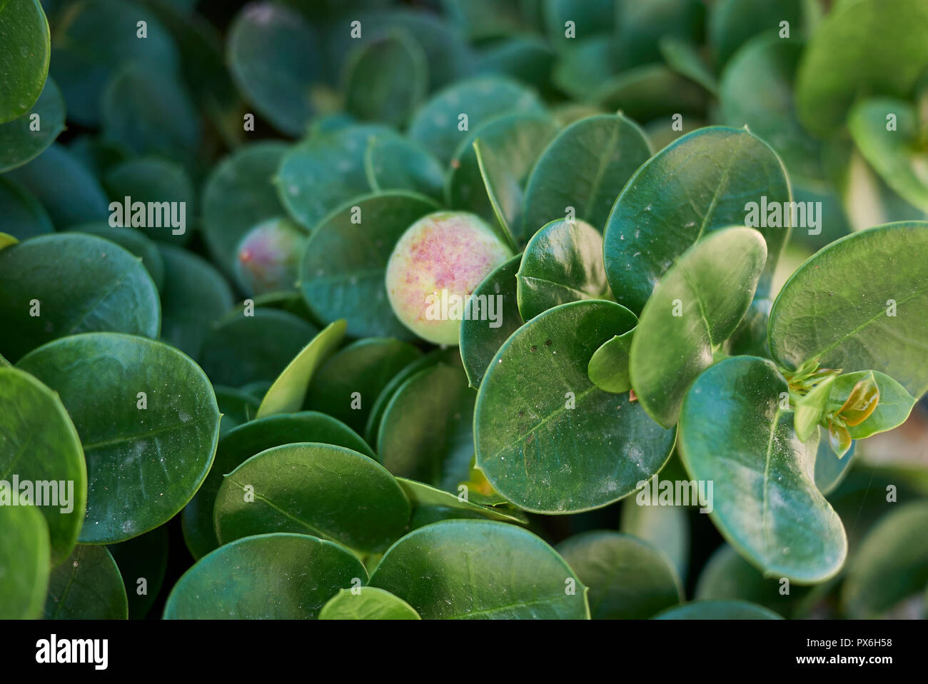 Carissa macrocarpa Banque D'Images