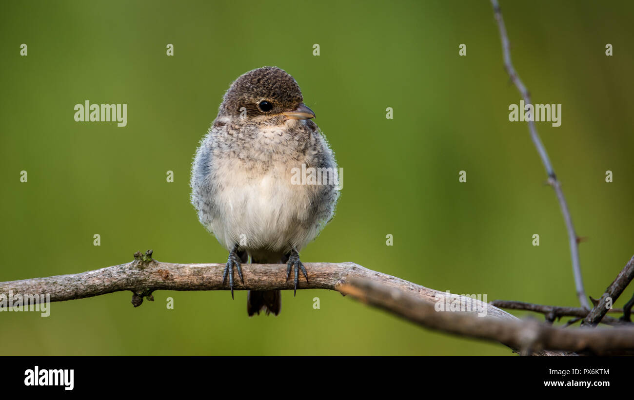 La pie-grièche écorcheur - les jeunes. C'est une espèce d'oiseau carnivore et membre de la famille Laniidae pie-grièche. Banque D'Images