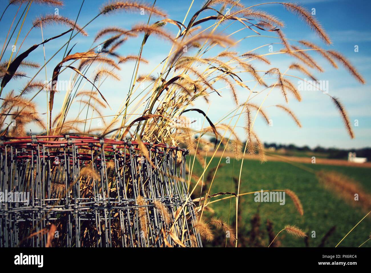 Les mauvaises herbes qui poussent hors de la clôture avec une médaille bleu ciel et champ dans l'arrière-plan d'un paysage du comté de Lancaster Amish. Banque D'Images