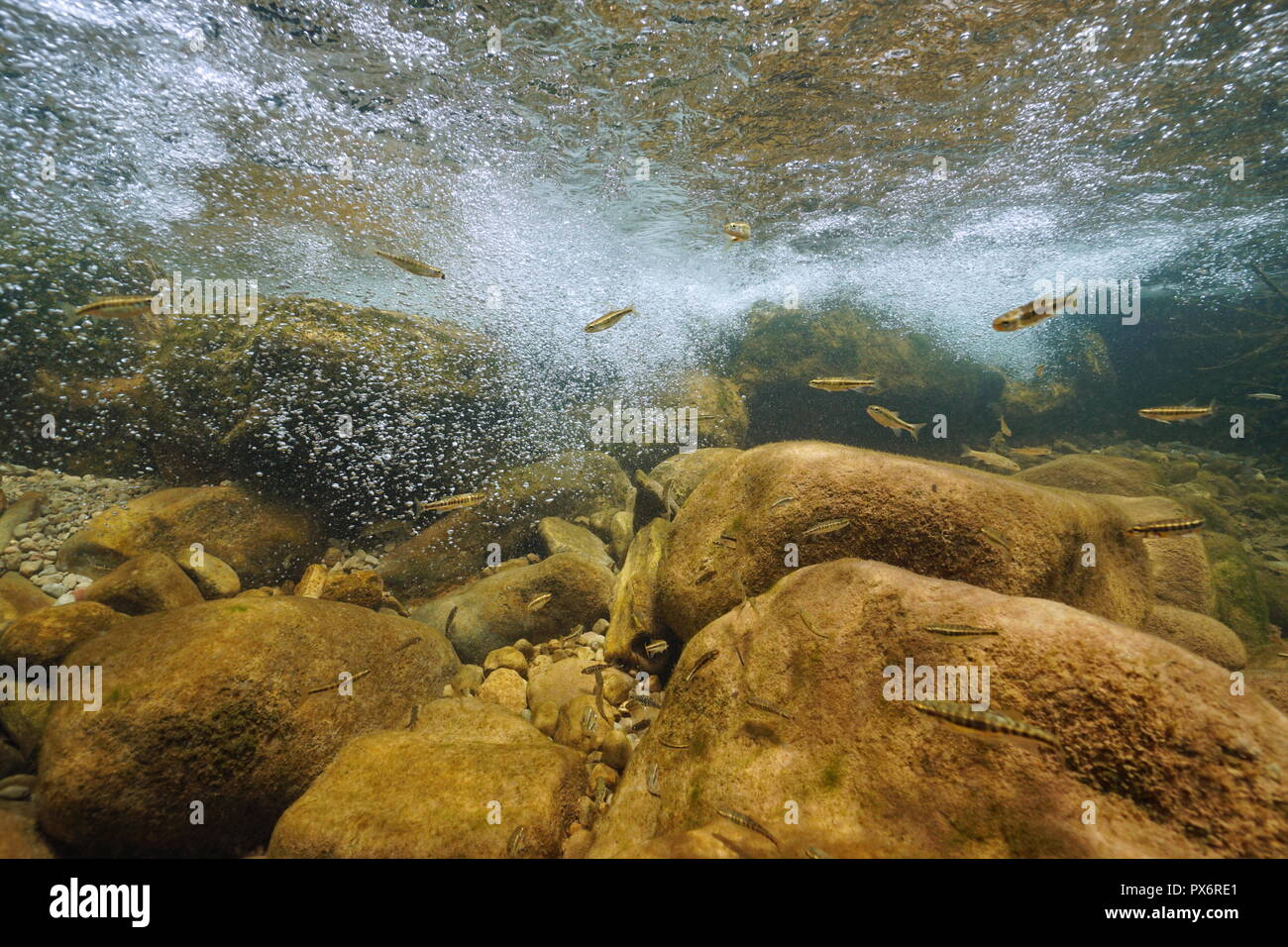Une rivière de rochers sous l'eau avec des bulles d'air et d'argent de poissons d'eau douce, Phoxinus phoxinus, La Muga, Alt Empordà, en Catalogne, Espagne Banque D'Images