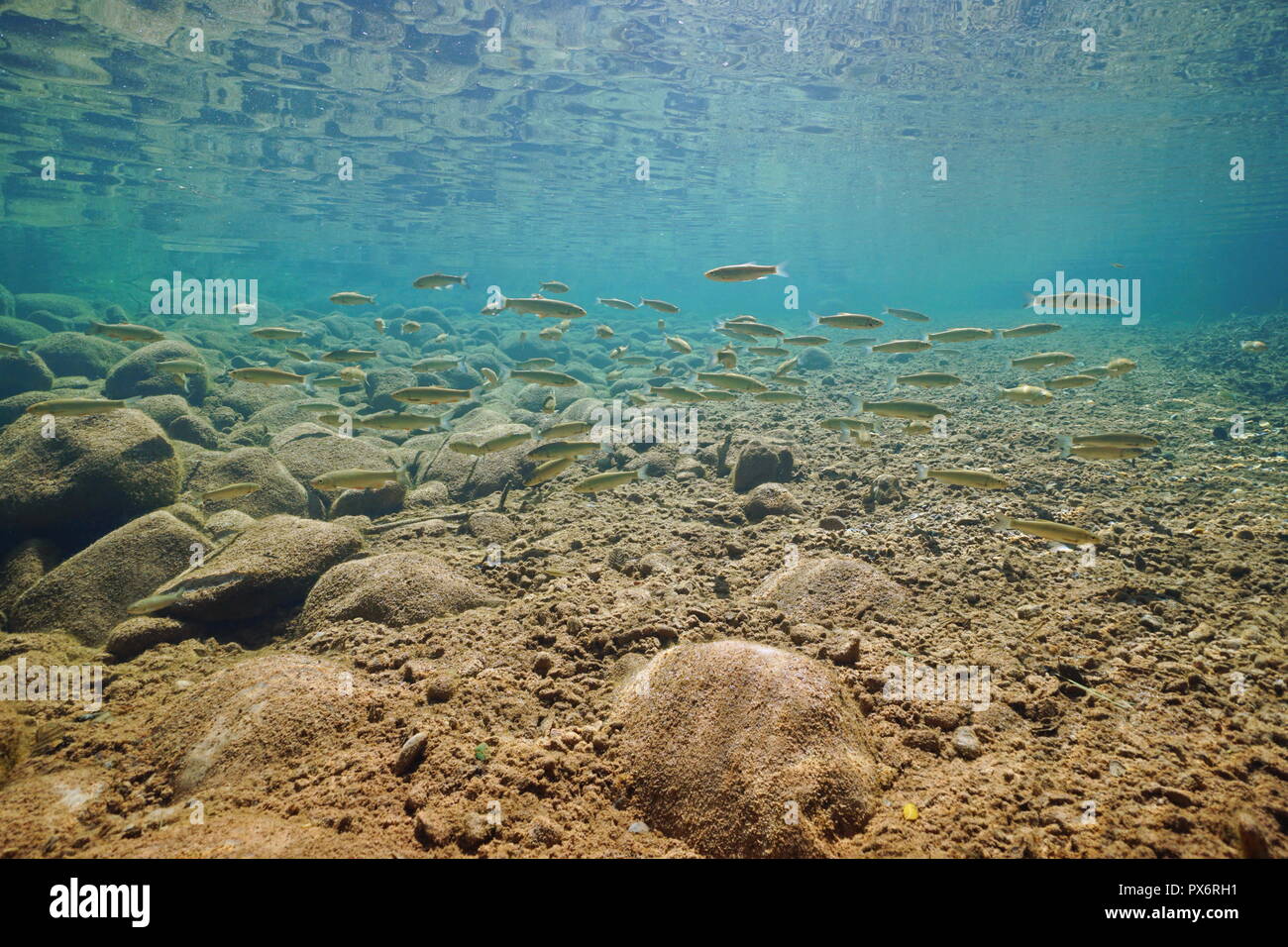 Un banc de poissons sous l'eau dans une rivière rocheuse (chub Squalius cephalus), la Muga, Alt Empordà, en Catalogne, Espagne Banque D'Images