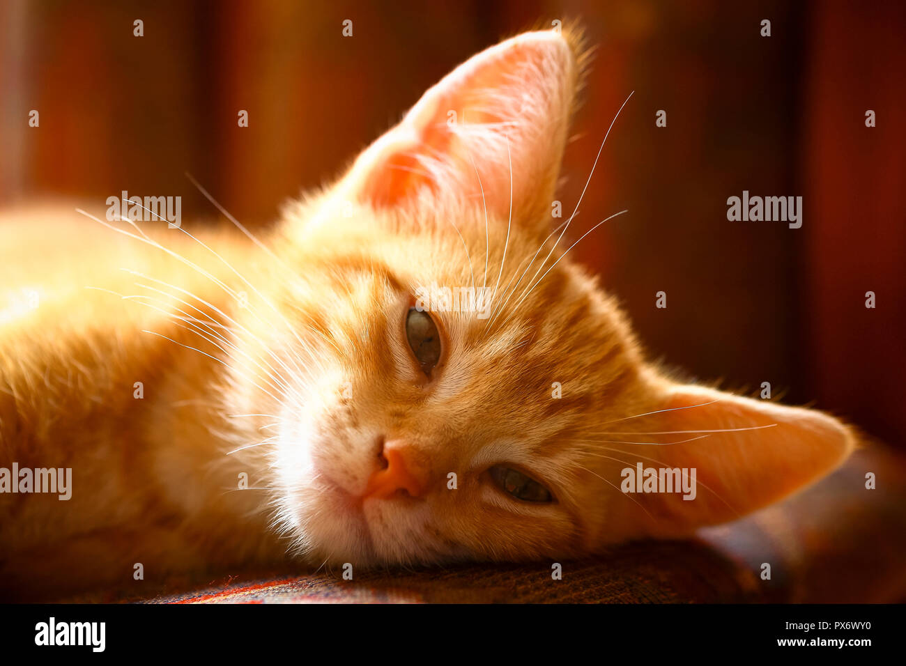 Le gingembre mackerel tabby kitten in soft focus Banque D'Images