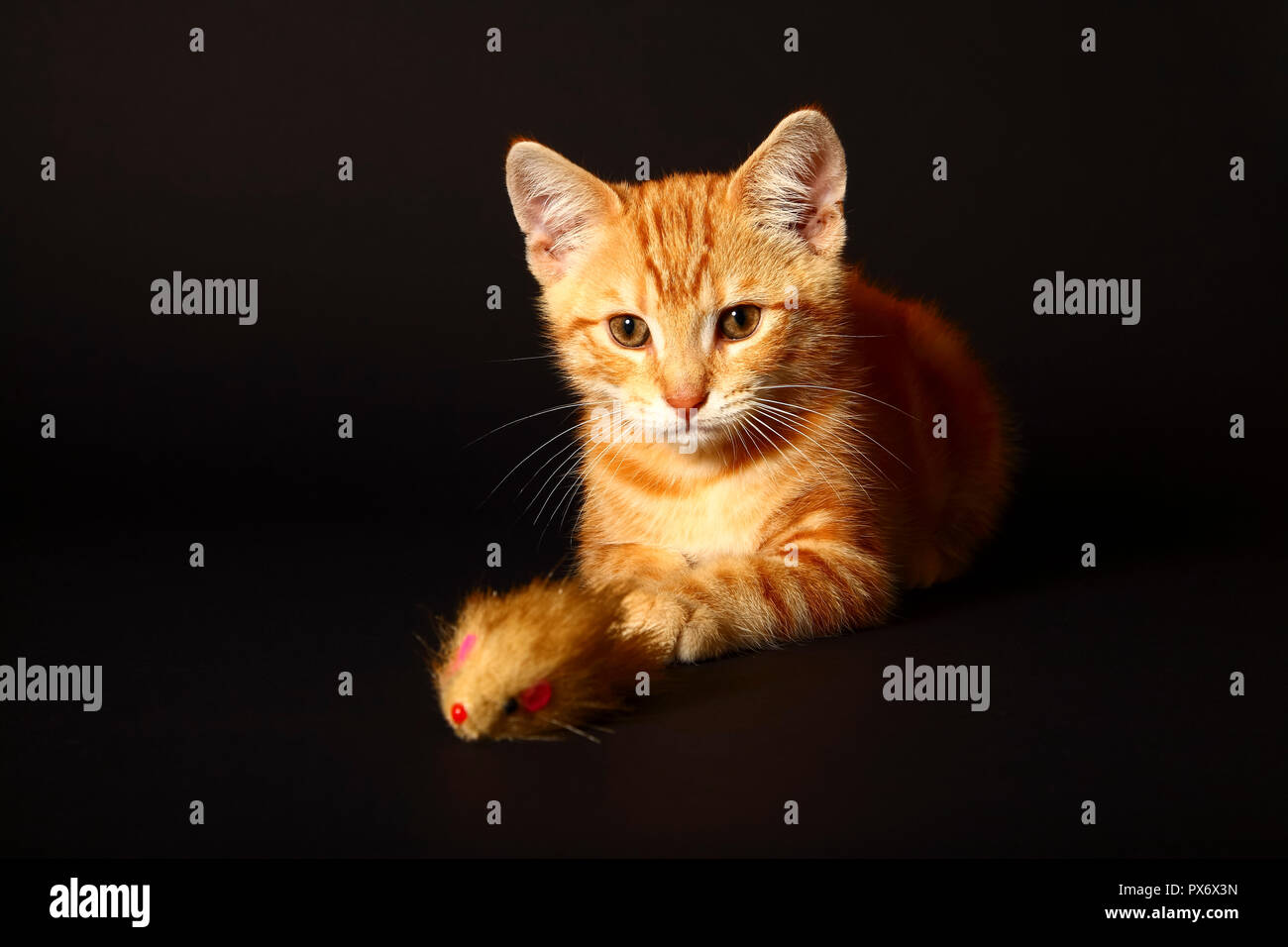 Le gingembre mackerel tabby12 semaine chaton isolé sur un fond noir à jouer avec un jouet de la souris Banque D'Images