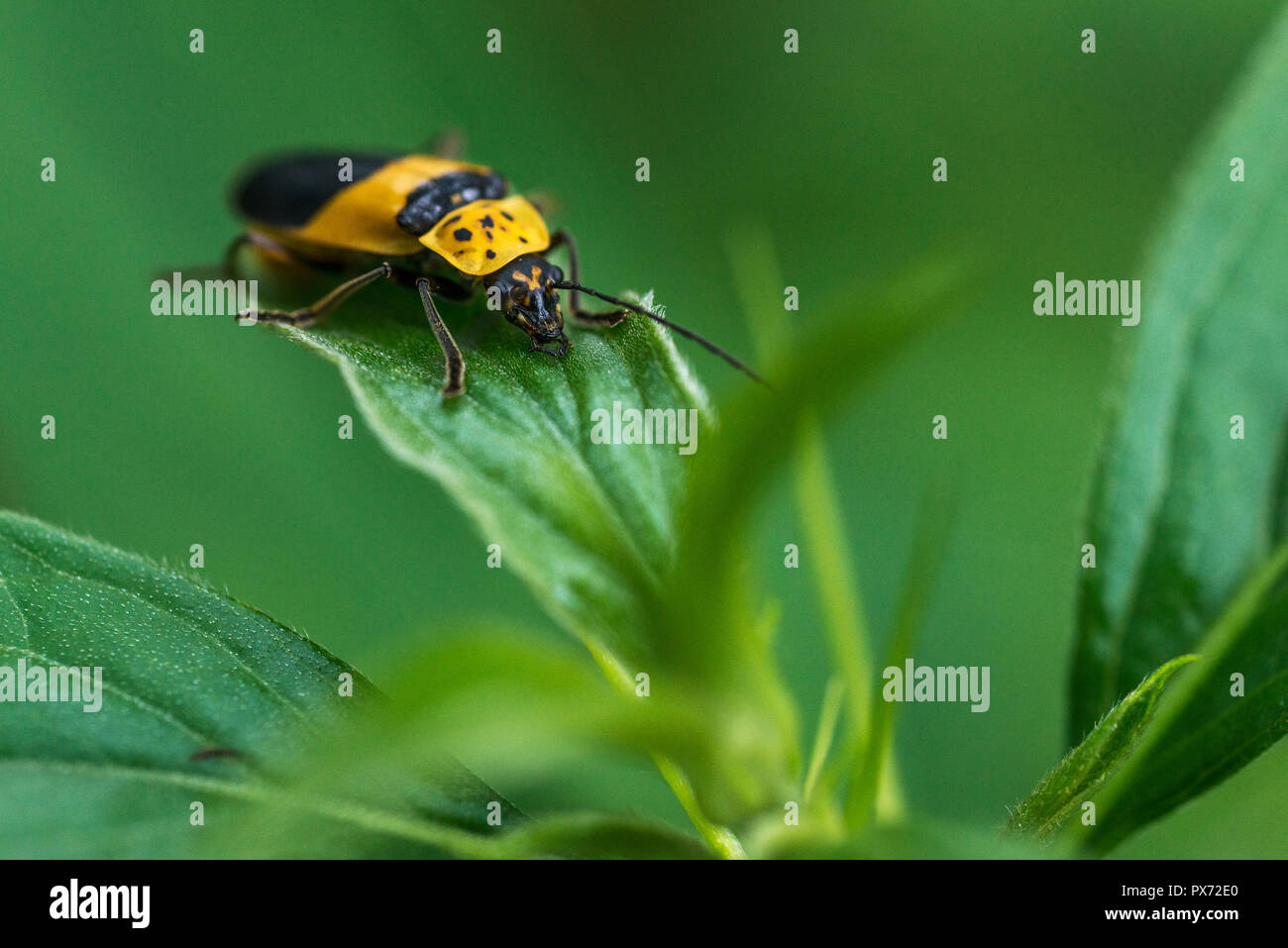 Insecte noir et jaune marche sur une feuille, le visage concentré Banque D'Images