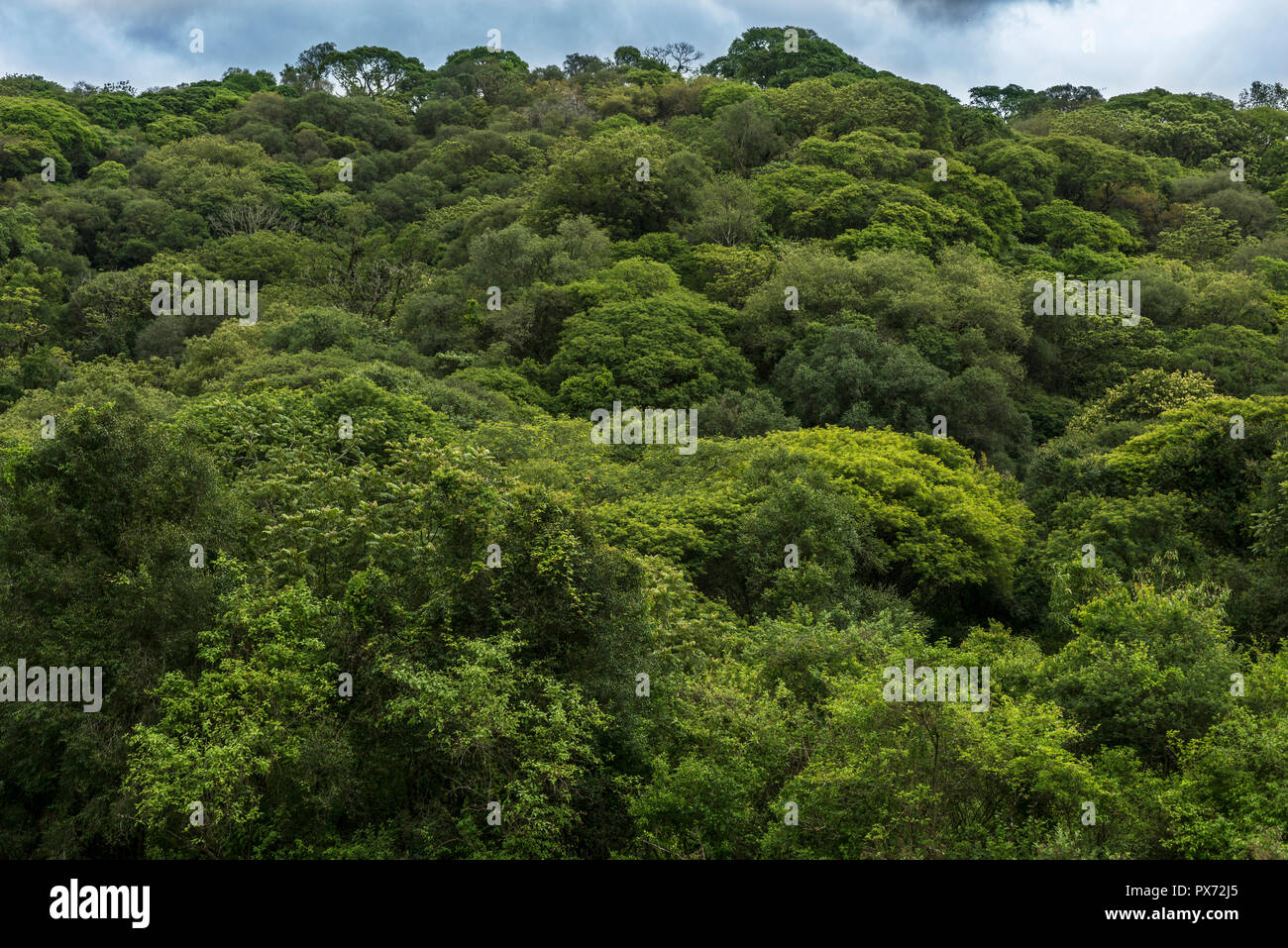 Typique de montagne dans la jungle de l'Amérique latine, dans la jungle de Paraná Banque D'Images