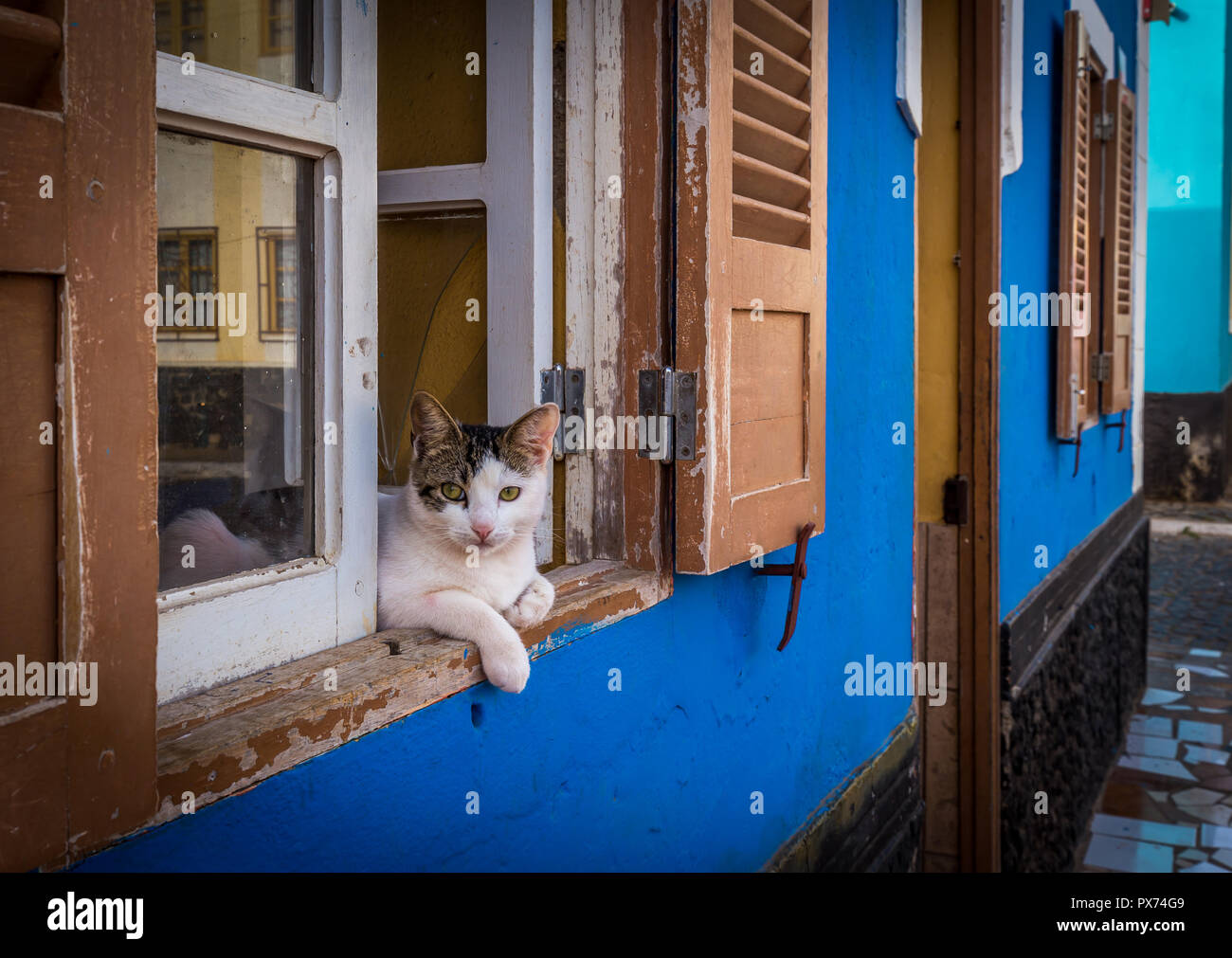 Trois couleur chat couché dans les fenêtres de maison bleue dans les rues de village africain de Palmeira, île de Sal, Cap Vert Banque D'Images