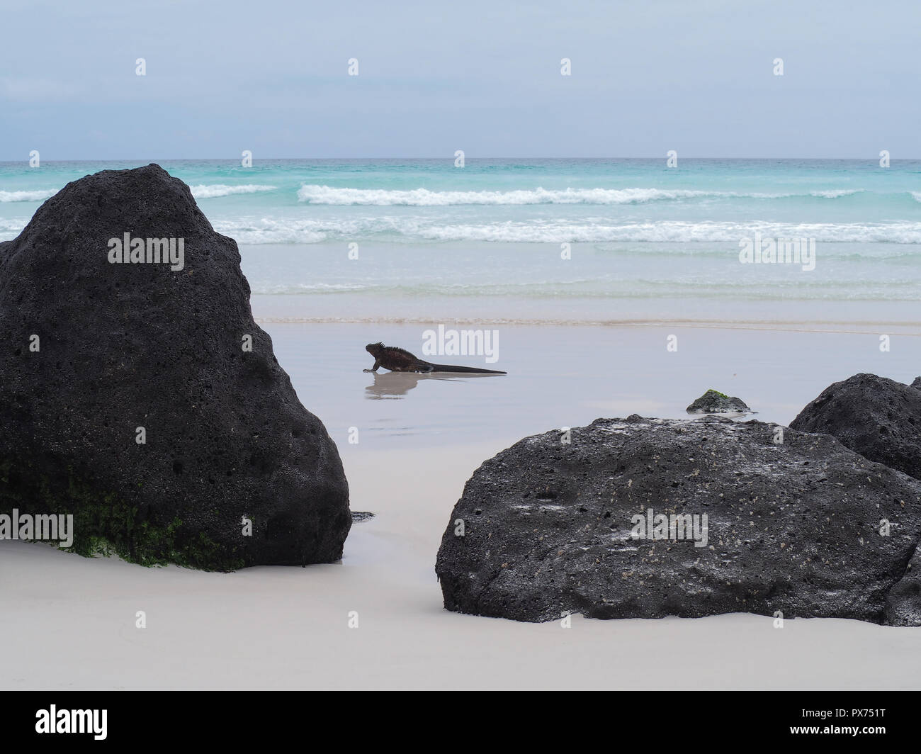 Tortuga Bay, à l'iguane Galapagos, Equateur Banque D'Images