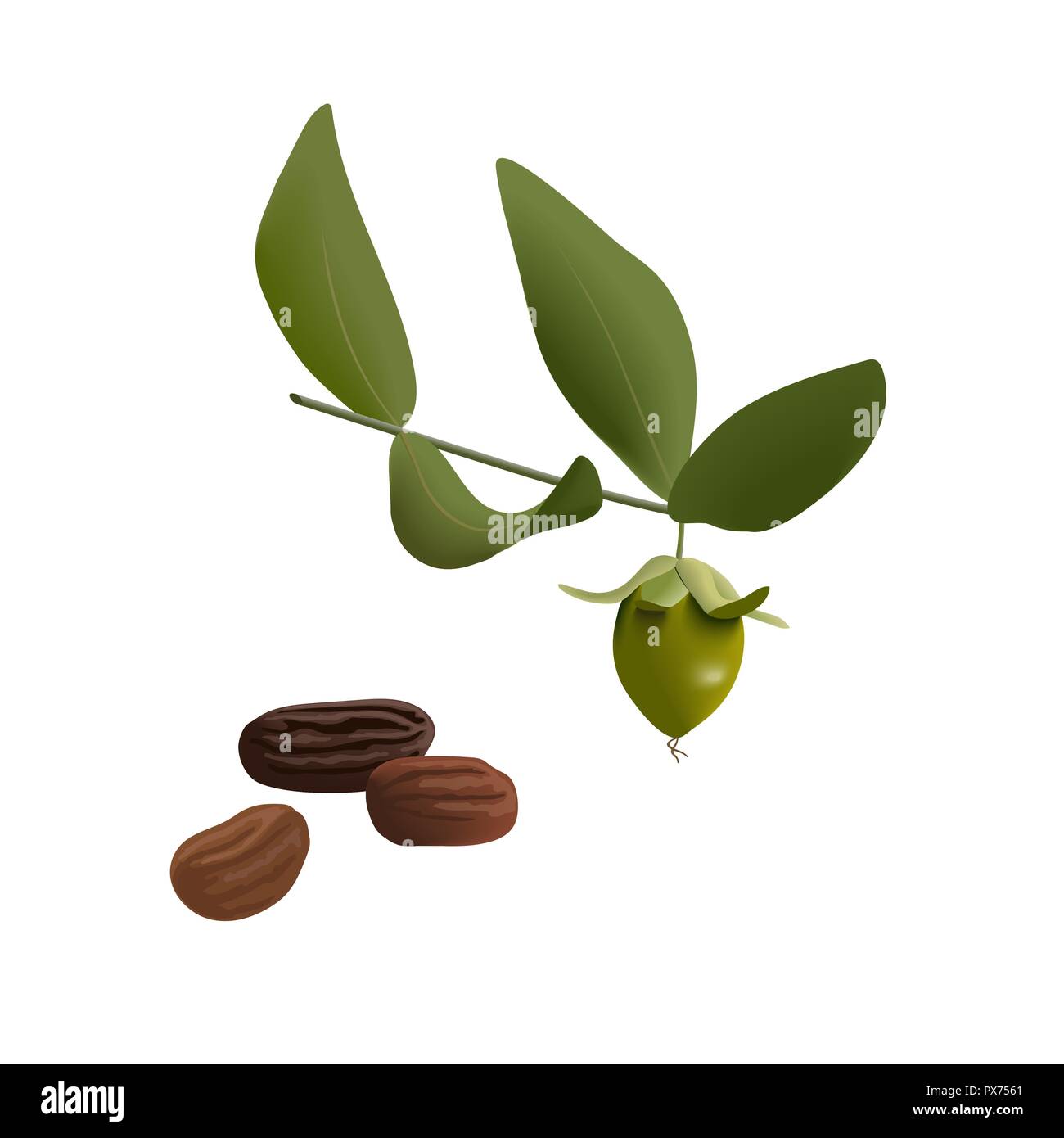 Le jojoba Simmondsia chinensis feuilles avec les graines. Isolé sur withe beckground. vector illustration. Pour la parfumerie, cosmétique, de fines herbes et autre med Illustration de Vecteur