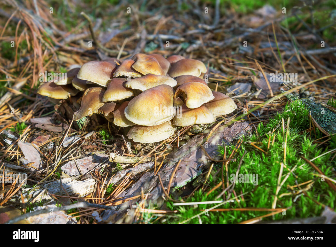 Miel champignons agarics poussent sur le terrain, dans la forêt, la Russie Banque D'Images