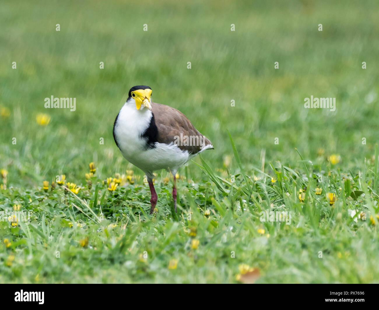 Masked sociable (Vanellus miles) race 'novaehollandiae'. Aussi connu comme un pluvier Banque D'Images