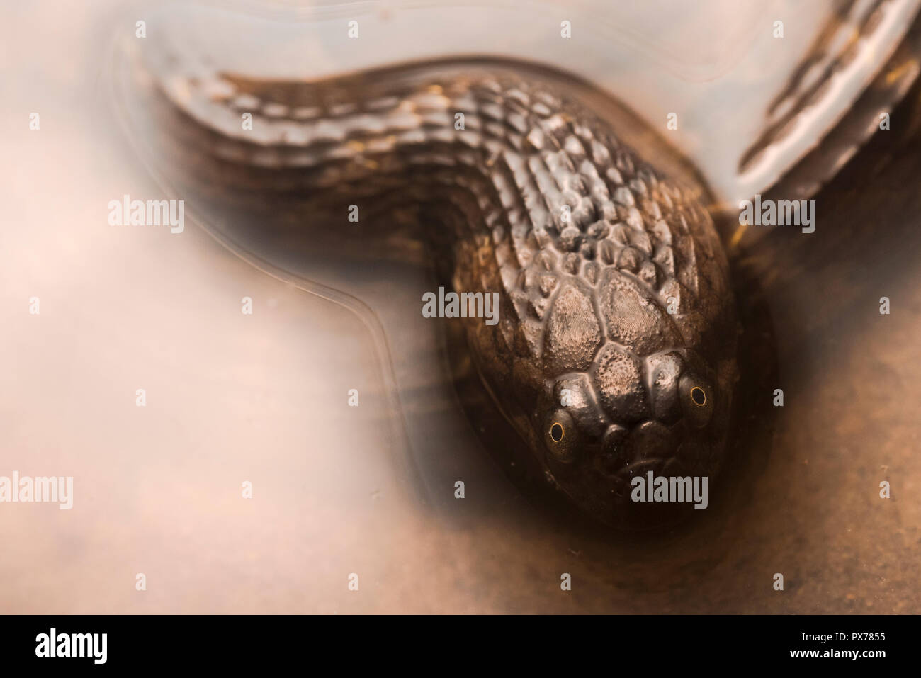 Le serpent d'eau (Helicops angulatus) de l'Amazonie péruvienne, une espèce aquatique qui se nourrit de poissons, de têtards, et des grenouilles. Banque D'Images