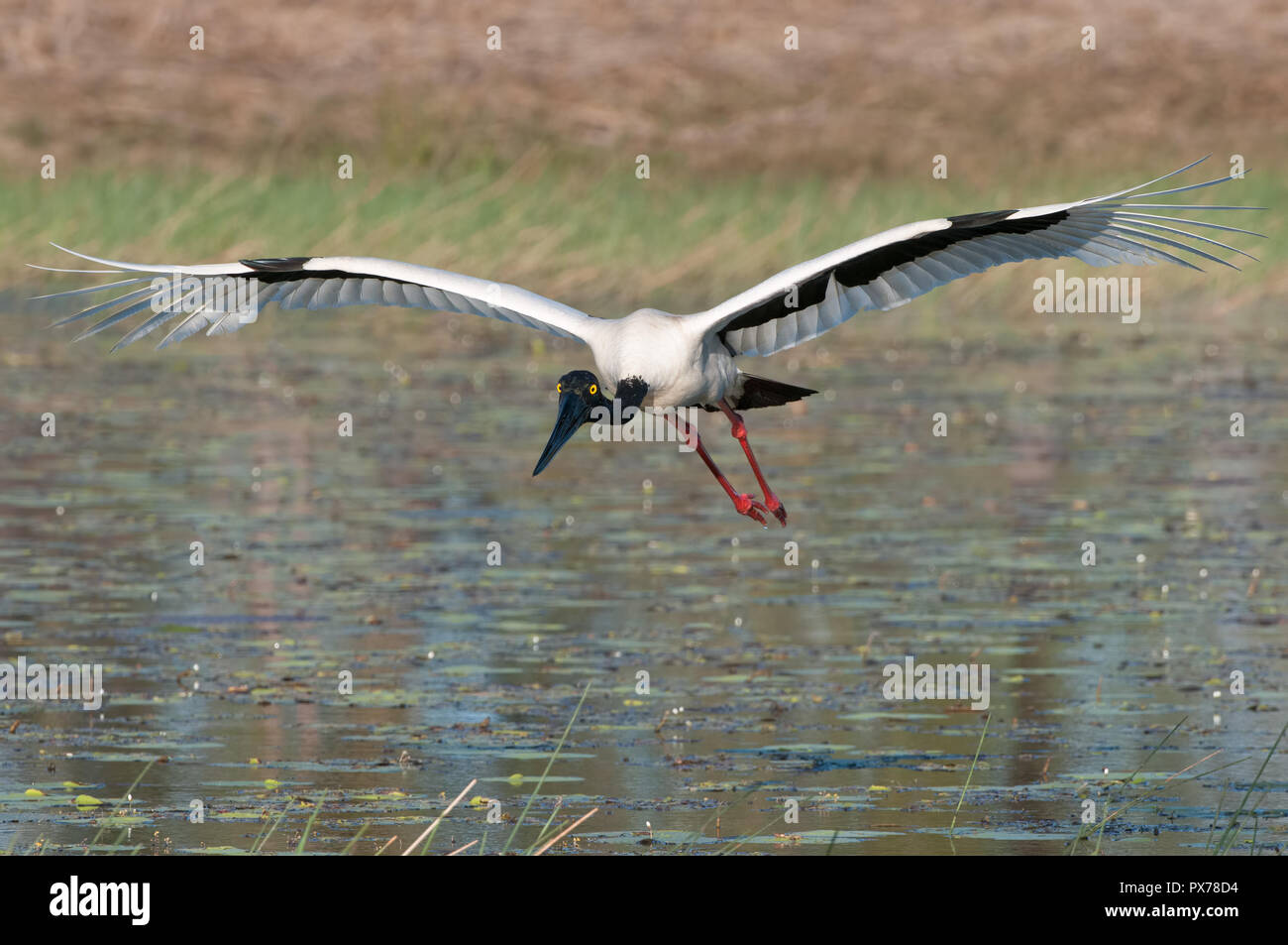 Femelle adulte Black-necked Stork ou Jabiru glisse sans effort à atterrir sur une zone humide du Cap York lagoon prêt à commencent à se nourrir sur le bord du lagon Banque D'Images