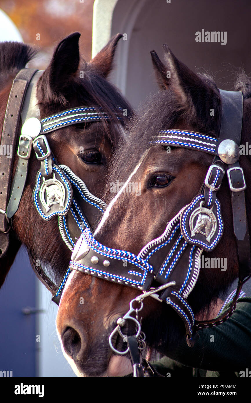 Kaltblutmarkt 2018 Concept. Les yeux du cheval Banque D'Images