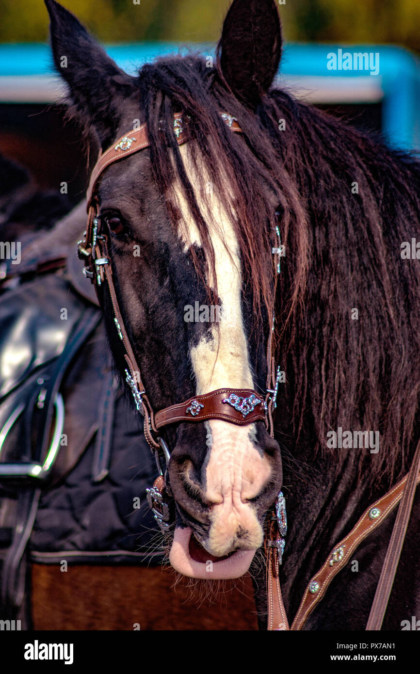 Kaltblutmarkt 2018 Concept. Les yeux du cheval Banque D'Images