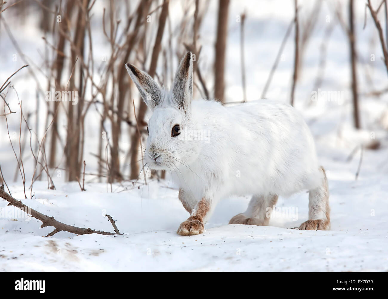 Le lièvre ou diverses espèces de lièvre (Lepus americanus) Balade en hiver au Canada Banque D'Images