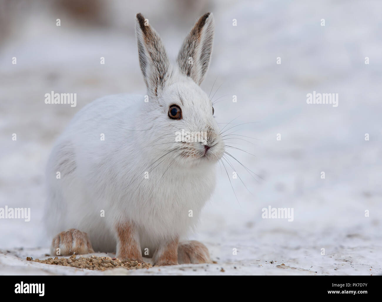 Le lièvre ou diverses espèces de lièvre (Lepus americanus) Balade en hiver au Canada Banque D'Images