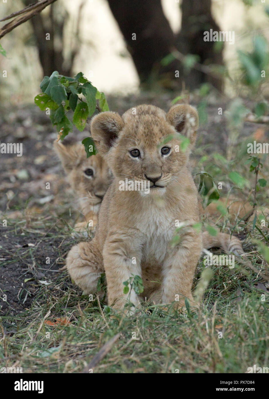 Deux jeunes lionceaux Panthera leo dans le Masai Mara Kenya thicket Banque D'Images