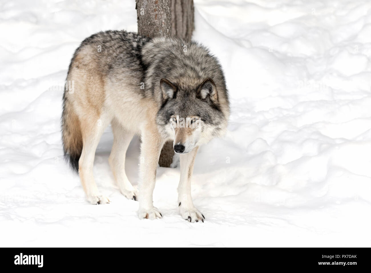 Un Loup Solitaire Ou Loup Gris Canis Lupus Isole Sur Fond Blanc Debout Dans La Neige De L Hiver Au Canada Photo Stock Alamy Un Loup Solitaire Ou Loup Gris Canis Lupus Isole Sur Fond Blanc Debout Dans La Neige De L Hiver Au Canada Photo Stock Alamy