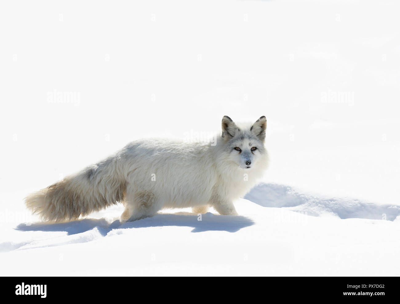 Le renard arctique (Vulpes lagopus) isolé sur fond blanc marcher dans la neige en hiver au Canada Banque D'Images
