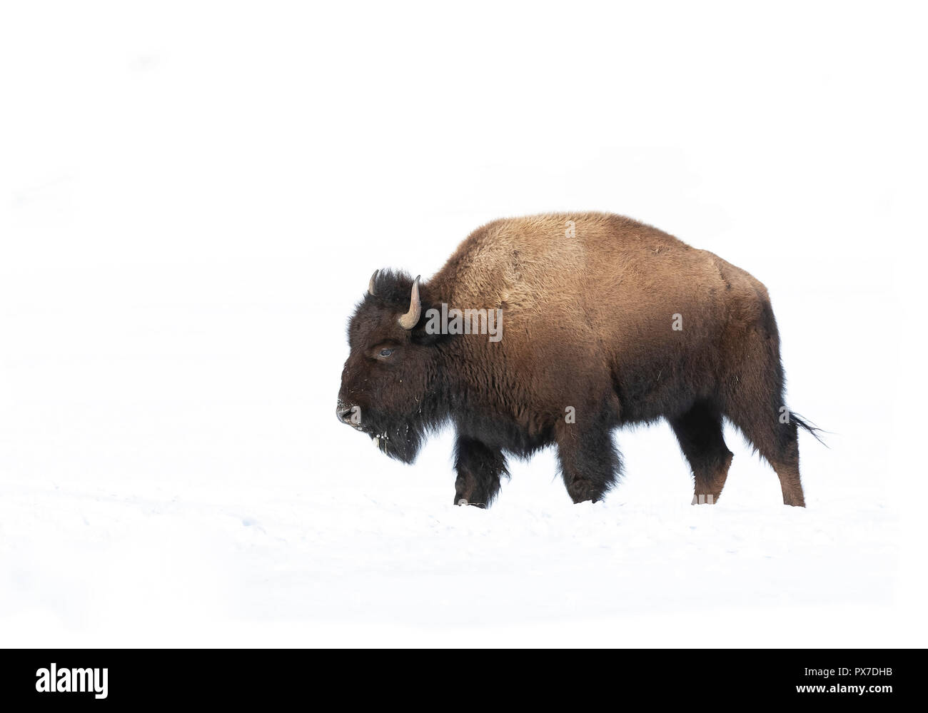 Bison américaine, buffle isolé sur fond blanc marchant dans un champ couvert de neige au Canada Banque D'Images