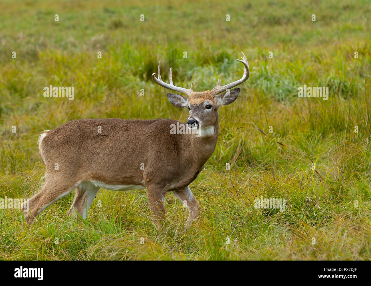 White-tailed deer buck avec un énorme cou debout en alerte à la recherche d'un partenaire au cours de l'ornière dans la lumière de l'automne tôt le matin à Ottawa, Canada Banque D'Images